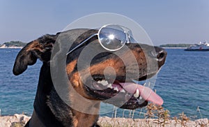 Cool dog with sunglasses