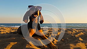 Cool dog with sunglasses relaxing at the beach.