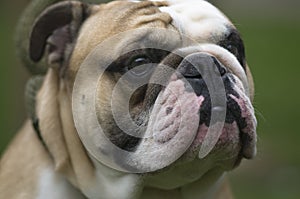 Cool Englis Bulldog