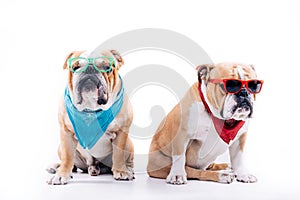 Cool English bulldogs