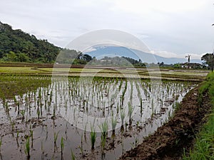 cool fieldscool rice fields beautiful scenery beautiful to look at