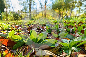 Cool flowers. Flowerbed of Rudbeckia seedlings mulched with thick layer of fallen leaves. Growing winter hardy annuals.