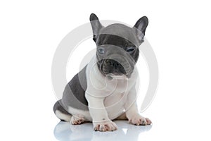Cool French bulldog puppy looking away and blinking