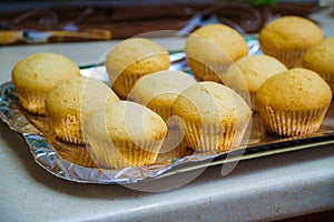 Cool freshly baked vanilla muffins on a metal sheet.