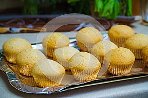 Cool freshly baked vanilla muffins on a metal sheet.