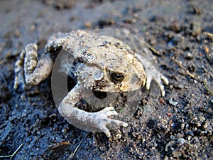 Cool frogs lay on the ground