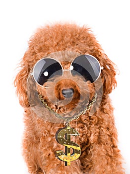 Cool Gangster dog poodle with bling on a white background