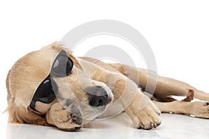 cool golden retriever dog is sleeping on the ground