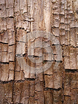 Cool Grunge Wood Bark Texture