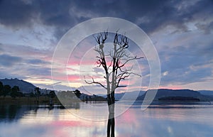 Cool hues over the lake with large tree and nest