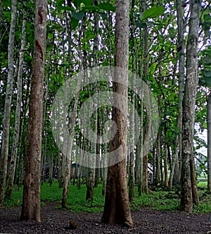 Cool and humid trees in Sukabumi, Indonesia