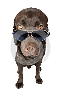 Cool Labrador in Sunglasses