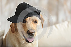 Cool labrador wearing black cap at home