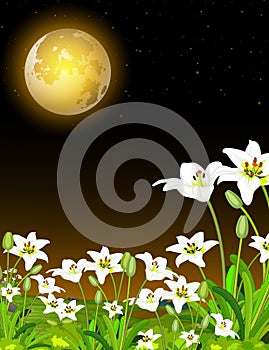 Cool Landscape Grass Field Night View With White Flower And Moonlight Cartoon