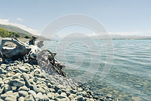 Cool light image colors on grey stony lake edge and old tree stump turquoise blue water of snow feed scenic Lake Pukaki