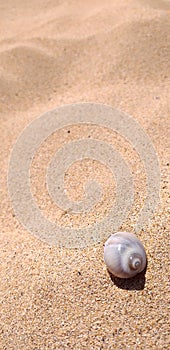 cool little white shell and golden sand photo