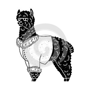 Cool Llama with sunglasses and coat, cute sketch cartoon alpaca. Simple vector drawing, hand drawn vector illustration