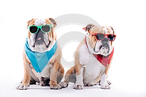 Cool looking bulldogs photo