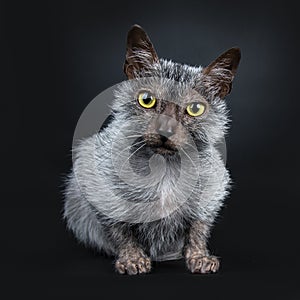 Cool Lykoi cat on black background