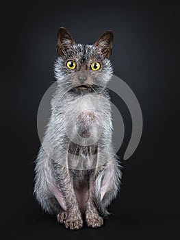 Cool Lykoi cat on black background