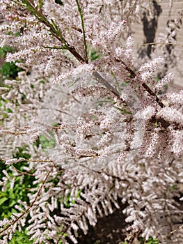 cool many white flower on the tree