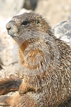 Frío marmota 