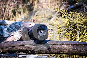 Cool monkey sitting on wood