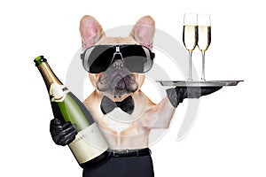 Cool party dog