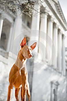 Cool Pharaoh hound dog stay in city . white classic house on background