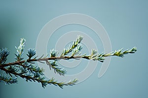 Cool pine branch