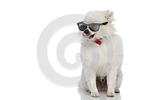 Cool pomeranian dog flirting with style, wearing sunglasses