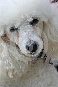 Cool poodle dog