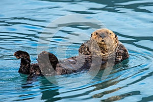 Cool position - Relaxing and watching, Sea Otter