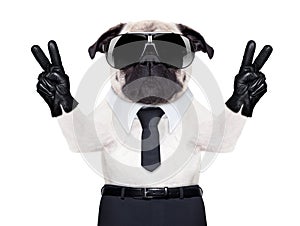 Cool pug