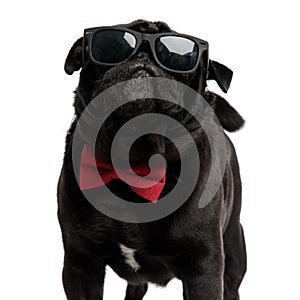 Cool pug bravely looking forward