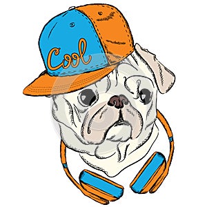 Cool Pug with a cap and headphones. Print on clothes or a postcard. Hipster.
