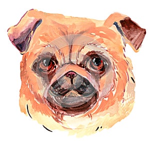 Cool pug dog  watercolori llustration Pug dog head element.
