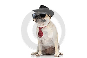Cool pug dog wearing a black hat with a red tie