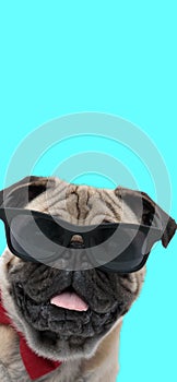 Cool pug puppy with glasses and bowtie panting and sticking out tongue