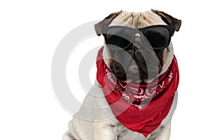 Cool Pug puppy wearing bandana and sunglasses