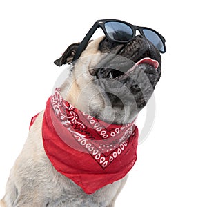 Cool pug wearing sunglasses and bandana