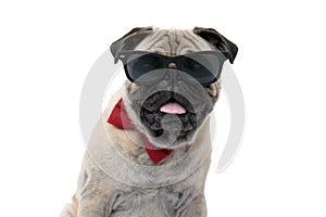 Cool pug wearing sunglasses, bowtie and panting