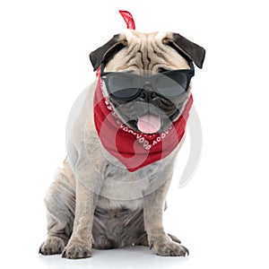 Cool pug wearing sunglasses and sticking out tongue