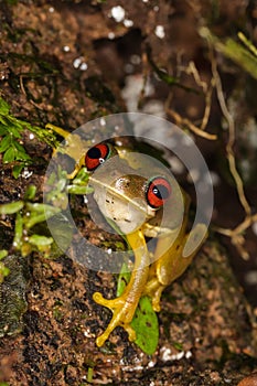 Cool red eyed frog from the Costa Rican jungle Duellmanohyla