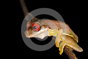 Cool red eyed frog from the Costa Rican jungle Duellmanohyla