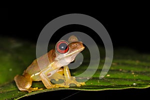 Cool red eyed frog from the Costa Rican jungle Duellmanohyla