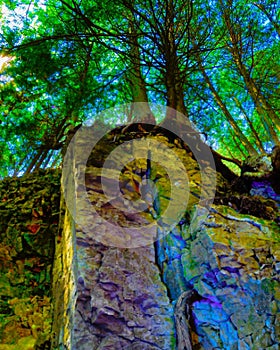 Cool Rock Wall in Pine Forest