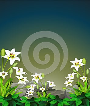 Cool Rocks And White Ivy Flower In Forest Cartoon