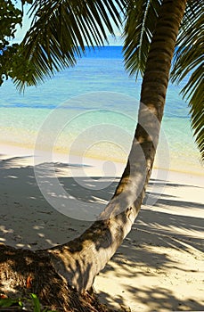 Cool shadow of the palmtree