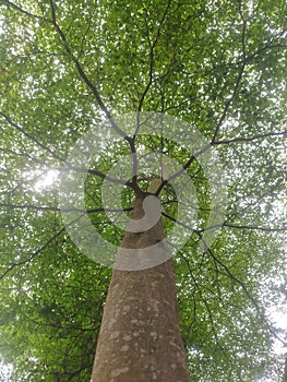 Is cool shady green tree